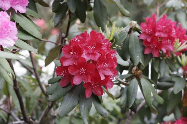 Rhododendron_2.jpg