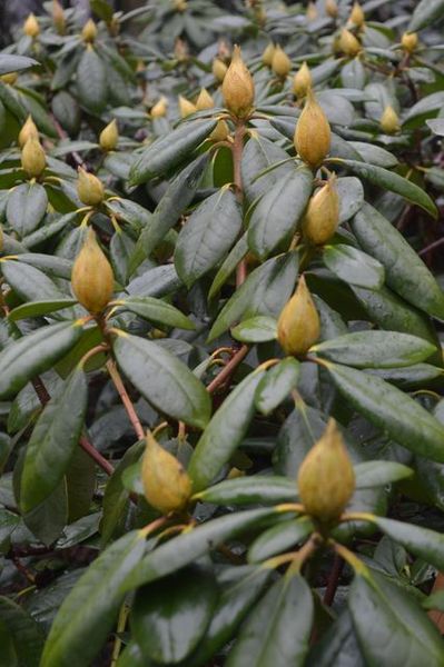 Rhododendron_4.JPG