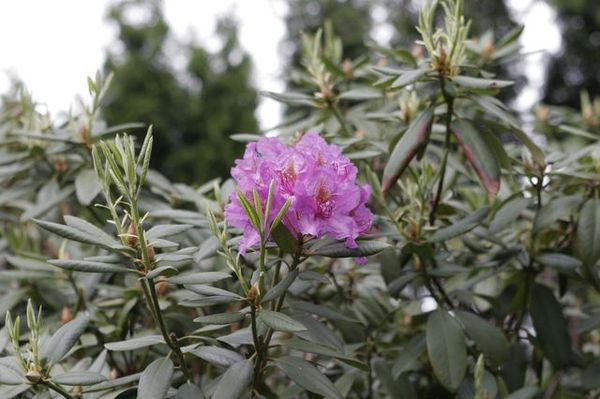Rhododendron_1.jpg